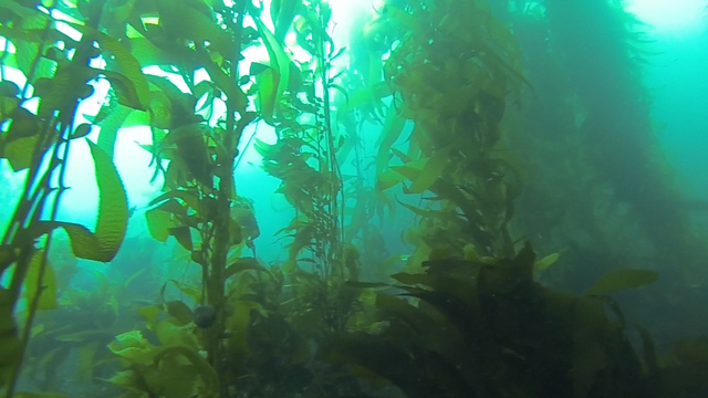 Kelp highway