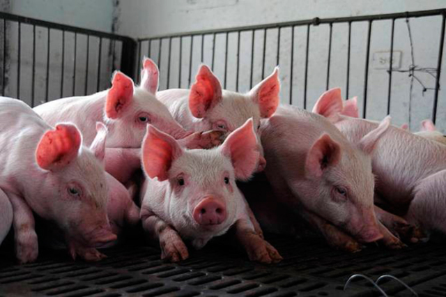 SE DESARROLLA UN GRAN PLAN DE CRIA