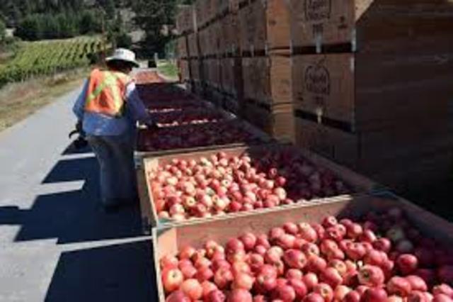 Sie arbeiten, um Geld zu bekommen, um Essen zu bekommen