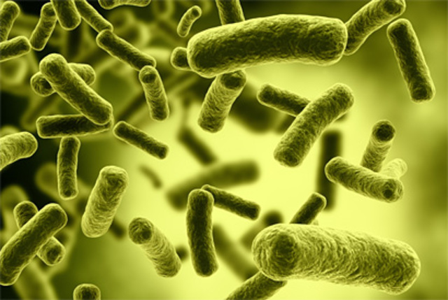 The Discovery of Bacteria