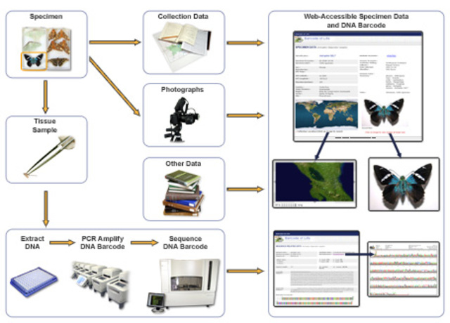 DNA barcoding: a new tool for food traceability