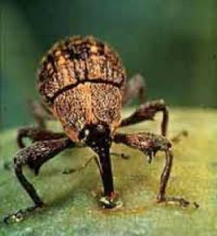 Boll Weevil attack