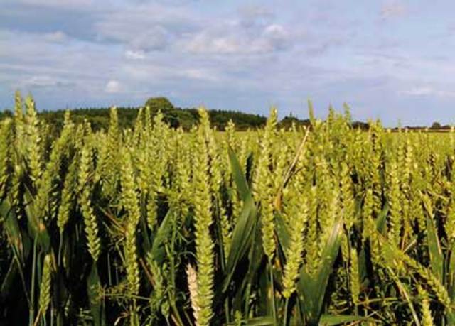 Agricultural activity