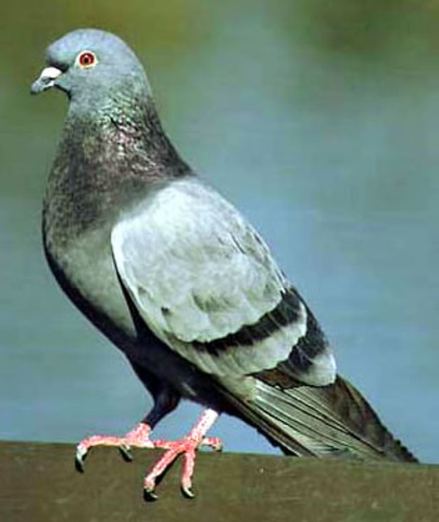 Carrier Pigeons