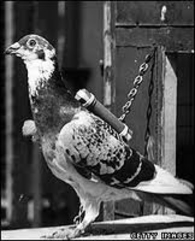 Carrier Pigeon