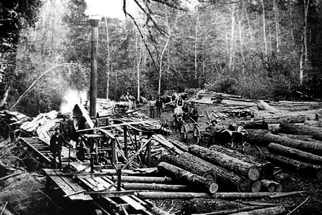 Economy Based on Timber