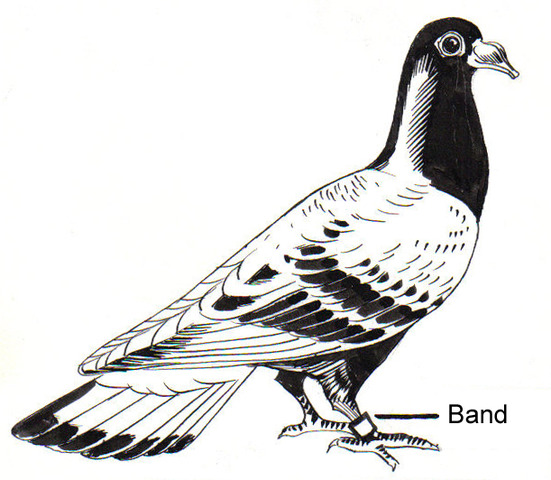 Carrioe pigeon