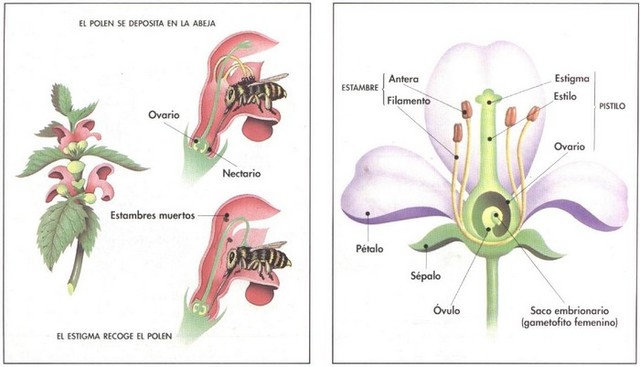 Publica Sobre la intervención de los insectos en la fecundación de las orquídeas.