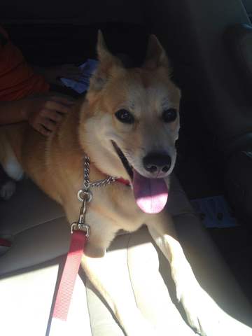 Got My Second Dog Named Roxy