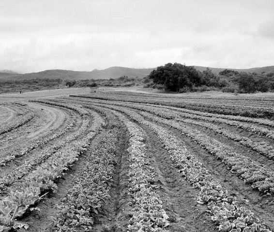 French Regime- Agricultural activity