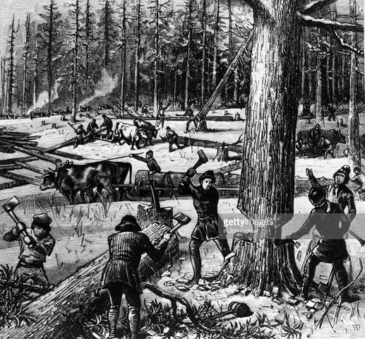 Expansion of the timber economy