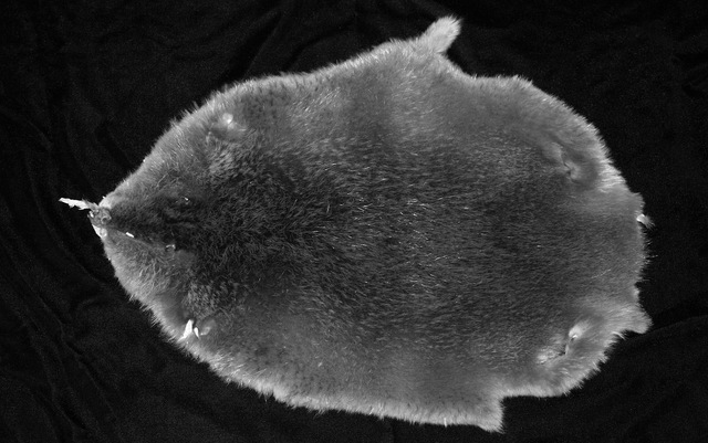 British Regime- Economy based on fur