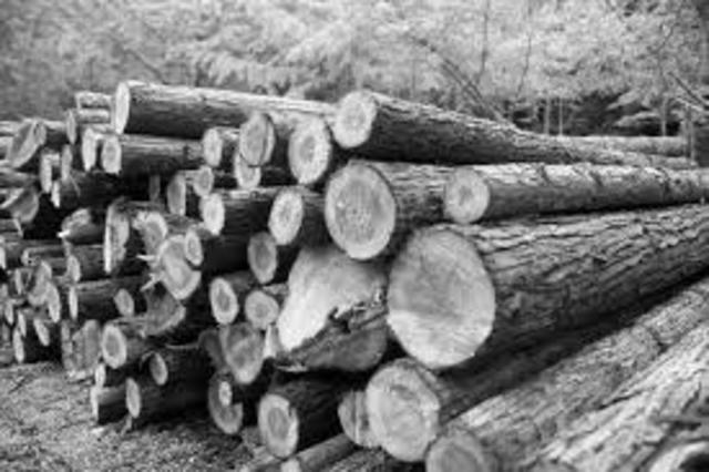 British Regime- Economy based on timber