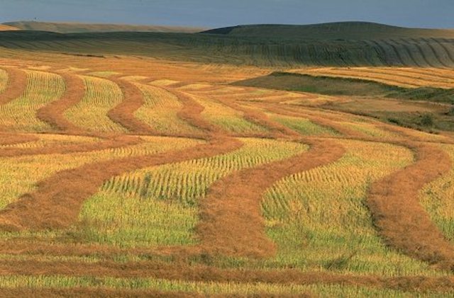 Agricultural Activity