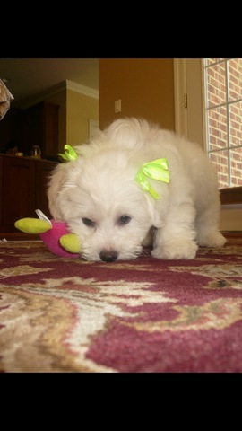 Getting my dog, Lilly