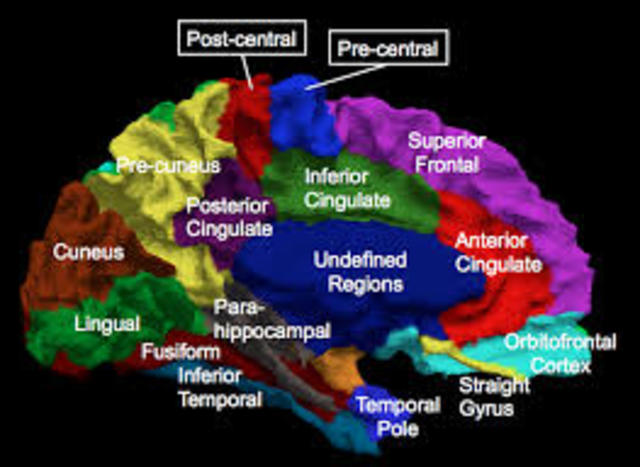 Neuropsicología Cognitiva