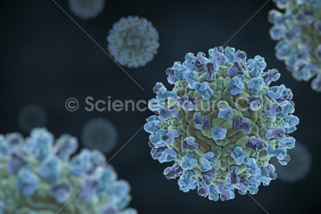 Organismos Pluricelulares