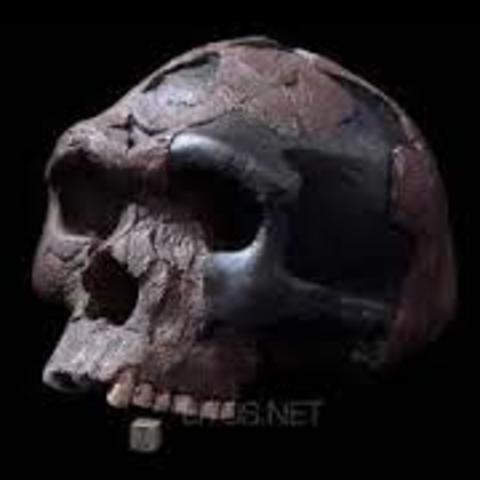 Aparición del Homo Sapiens