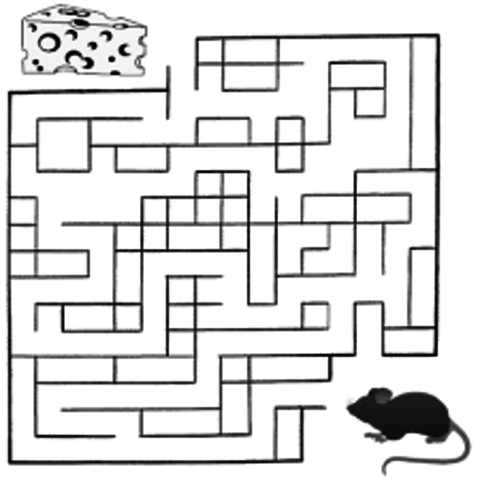 Introdução do labirinto no estudo de ratos