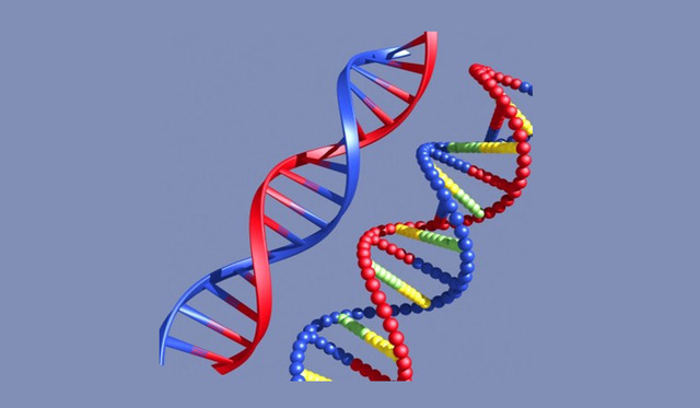 La estructura del ADN
