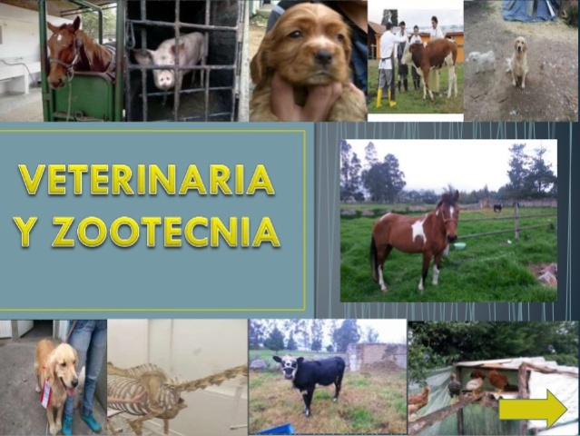 Medicina Veterina y Zootecnia