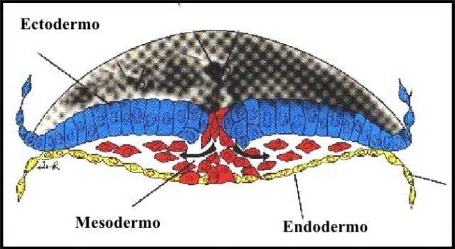 LA GASTRULACIÓN COMIENZA CON LA INVAGINACIÓN