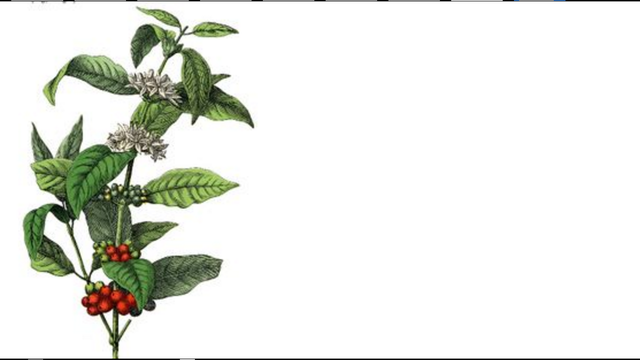 Discovery of Coffee Beans