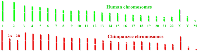 Human Genome