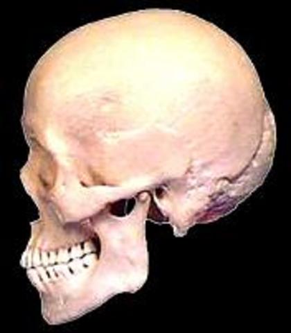 Homo Sapiens Sapiens (Cro-Magnon)