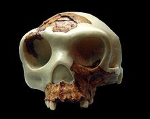 HOMO ANTECESSOR (Hace 800.000 años)