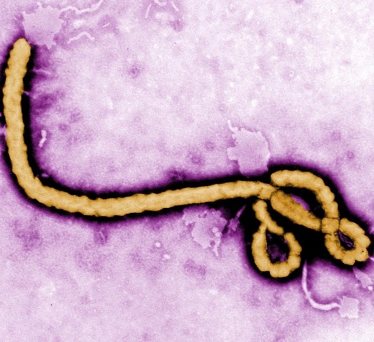 Ebola Introduced to the World