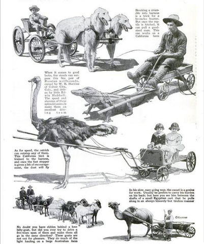 Beast-Drawn Carriages