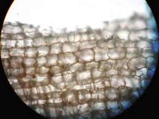 First cell Discovery