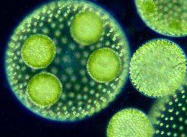 Teoría celular de Schleiden