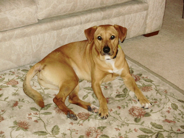 Adopted my dog, Lexi