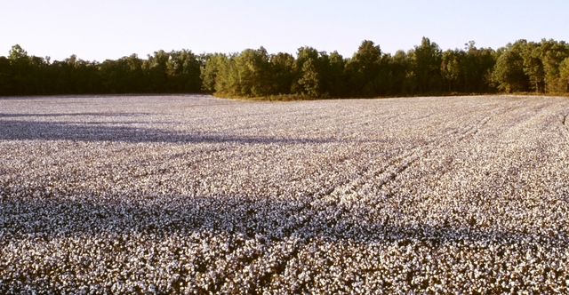 Slaves picked the corn