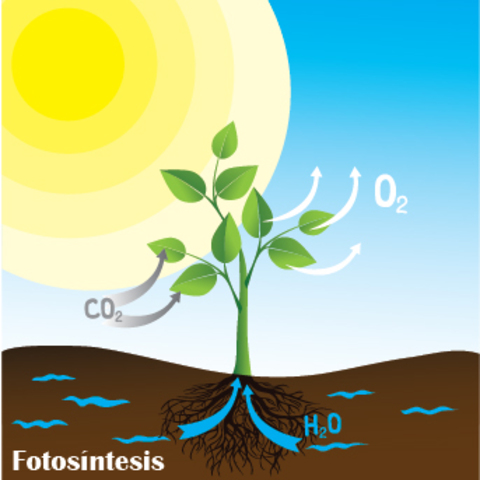 Photosynthesis
