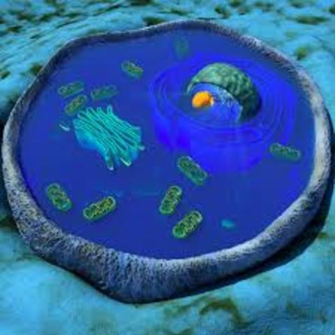 Animal cell composition
