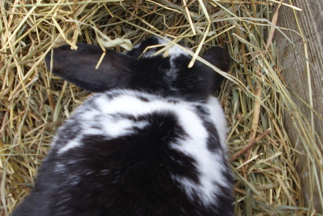 When I got Candy my bunny