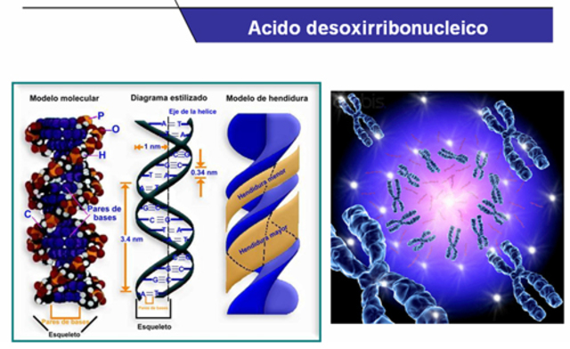 Unidad de Análisis Biomolecular de Panamá del IMELCF