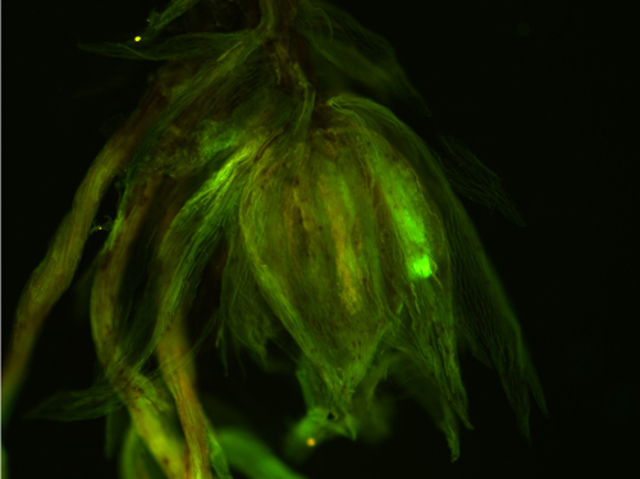 PatologÍa Forense del IMELCF