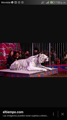 CIRCUS BROTHERS GASCA.