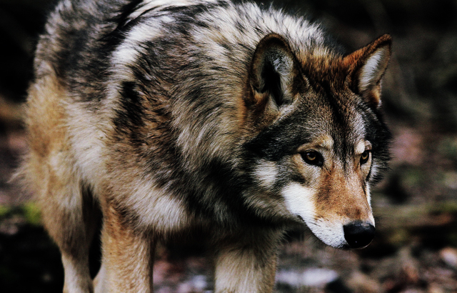 Early wolf/Shistavanen