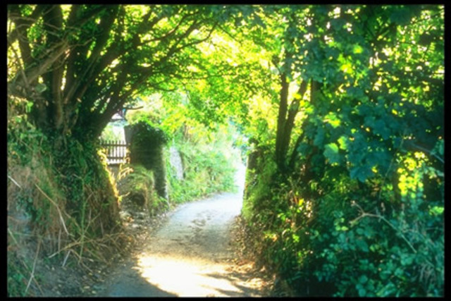 Teoría de la selección natural de las especies