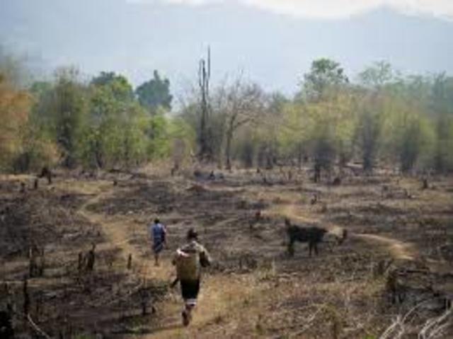 Slash and Burn Agriculture