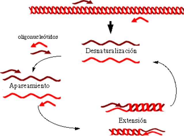 Surge la reacción en cadena de la polimerasa o PCR