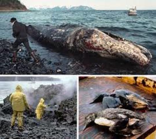 The oil tanker, Exxon Valdez, ran aground in Prince William Sound, and spilled more than 10 million gallons of oil, the largest in U. S. history