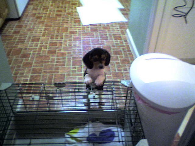 Got Jack my dog as a birthday present