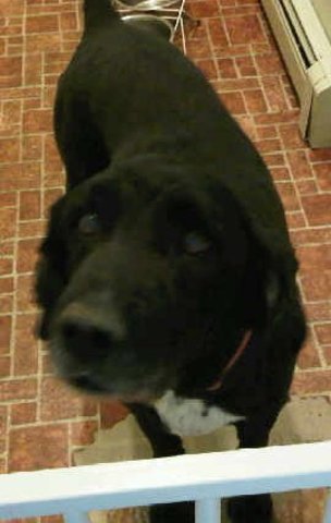 Mickey my dog of !4 years died