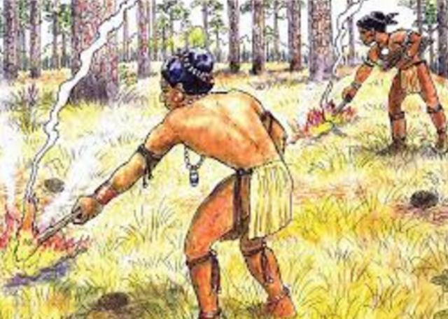 Slash and Burn Agriculture